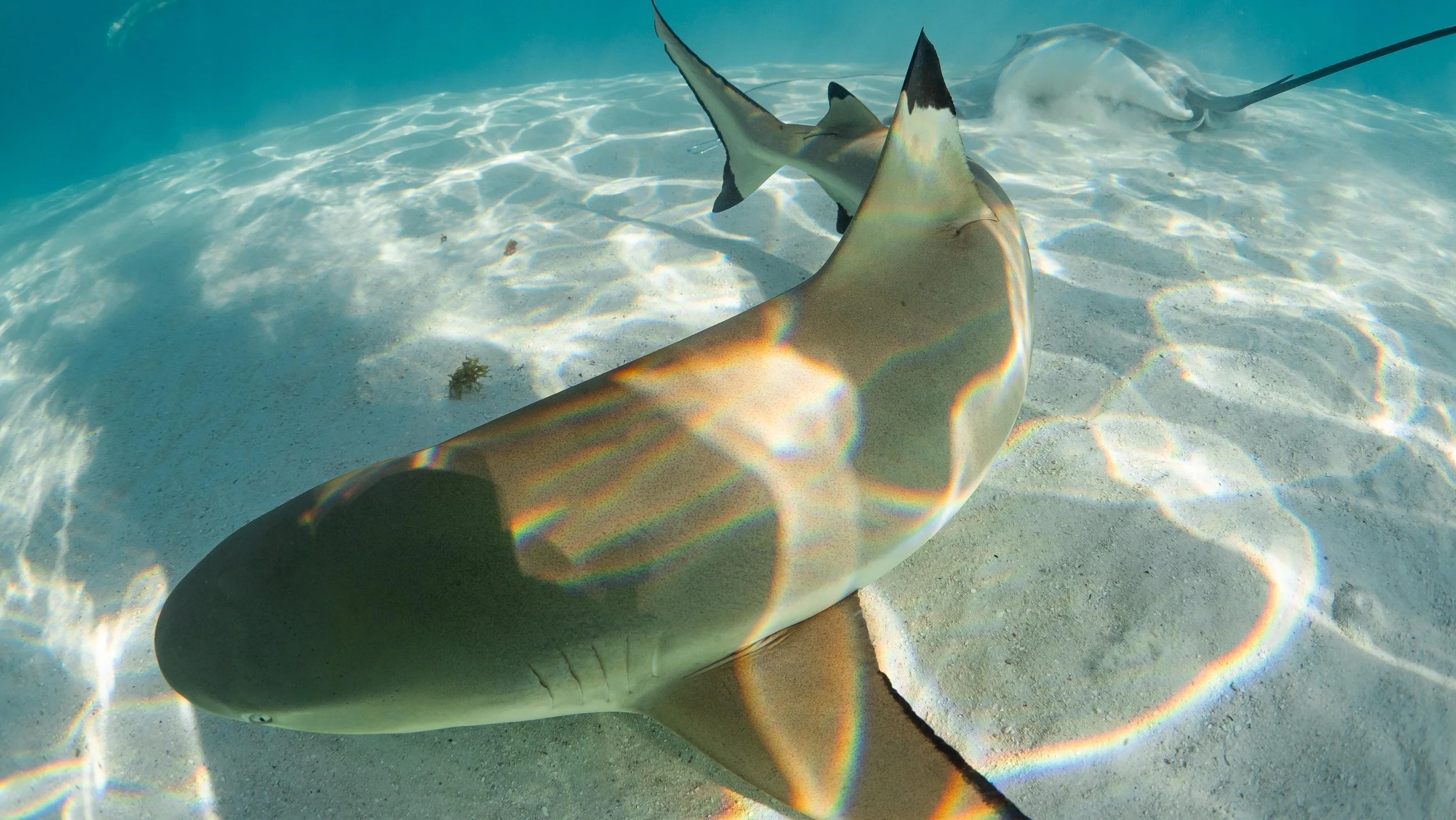 Mo'orea's Sharks and Rays — Adam Maire Photography